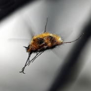 Nome File=622_1000_Bombylius_major_in_volo.jpg
Dimensione File=430KB
Dimensioni=1000x1000
Data aggiunta=Apr 18, 2016 622_1000_Bombylius_major_in_volo.jpg