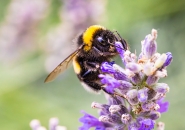 Nome File=Bombi_in_lavender.jpg
Dimensione File=505KB
Dimensioni=1200x846
Data aggiunta=Lug 15, 2019 Bombi_in_lavender.jpg