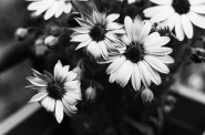 Filename=bw_DSC0137.jpg
Filesize=322KB
Dimensions=1028x681
Date added=Aug 31, 2018 bw_DSC0137.jpg