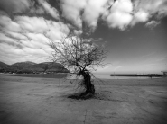 Nome File=albero_sul_mare.jpg
Dimensione File=441KB
Dimensioni=1200x900
Data aggiunta=Feb 20, 2019 albero_sul_mare.jpg