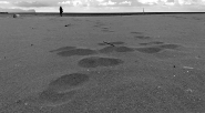 Nome File=orme1.jpg
Dimensione File=535KB
Dimensioni=1200x666
Data aggiunta=Gen 09, 2019 orme1.jpg