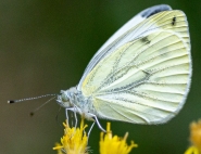 Nome File=Pieris_napi-1.jpg
Dimensione File=485KB
Dimensioni=1200x923
Data aggiunta=Ago 20, 2021 Pieris_napi-1.jpg