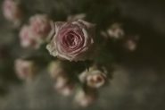 Nome File=rose.jpg
Dimensione File=53KB
Dimensioni=799x533
Data aggiunta=Set 21, 2019 rose.jpg
